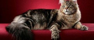 Метис мейн-куна: помесь с обычной, сибирской кошкой и британцем