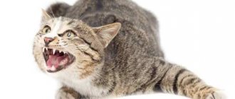 Can a domestic cat have rabies?