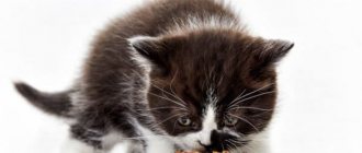 Можно ли давать котятам сухой корм читайте статью