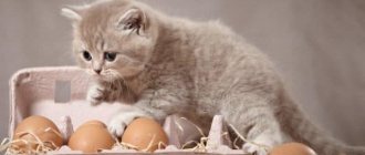 Is it possible to give eggs to cats? read the article