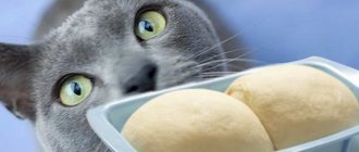 Is it possible to give a kitten a raw egg: benefits and harms