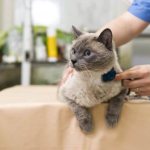 Можно ли котов лечить водкой