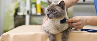 Можно ли котов лечить водкой