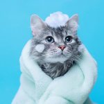 Можно ли мыть кота обычным шампунем