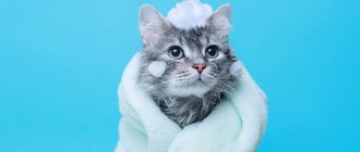 Is it possible to wash a cat with regular shampoo?