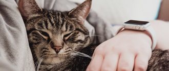 Можно ли спать с кошкой в постели — все за и против (1)