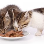 мягкий сухой корм для кошек