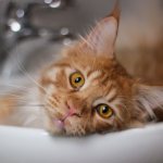 Washing a Maine Coon in the sink