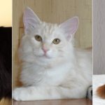 In the photo there are cats of the Kuril Bobtail breed of popular colors