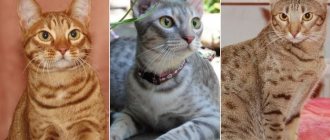 In the photo there are Ocicat cats of popular colors