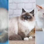 На фото Невская маскарадная кошка популярных окрасов