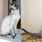 На фото Сейшельская кошка популярных окрасов