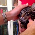 Applying ointment to a cat