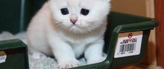 urinary problems in cats