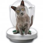 Насадка на унитаз для кошек: как использовать систему приучения, можно ли сделать накладку самому?