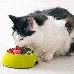 натуральное питание для кошки