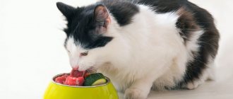натуральное питание для кошки