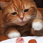 Не кормите кошек едой со стола