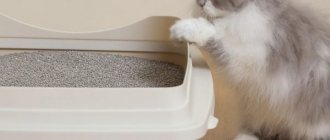 Normal frequency of urination in cats