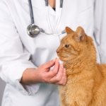 Обследование кота ветеринаром