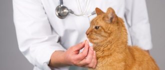 Examination of a cat by a veterinarian