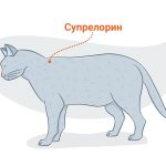 Review of the contraceptive drug Depo-Provera for cats