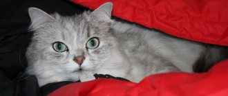 окрас кошек серебряный типпинг