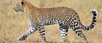 Description of the leopard