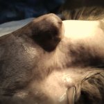 Tumors in cats treatment and symptoms