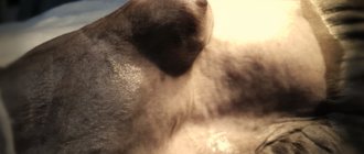 Tumors in cats treatment and symptoms