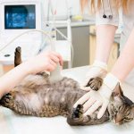 Examination of a pregnant cat