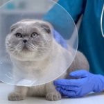 examining the cat after injury for internal bleeding