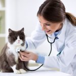 Examination of a cat by a veterinarian