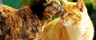 Features of the character and behavior of cats