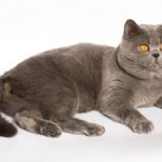 Distinctive features of the British cat breed from the Scottish one