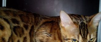 Cats falling from a height - first aid, treatment, consequences