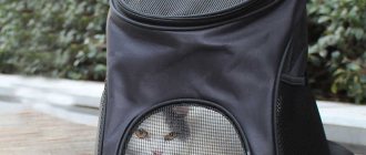DIY cat carrier: how to make a cat bag yourself?
