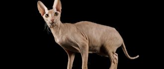 Peterbald is cream colored.