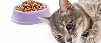 Nutrition for older cats
