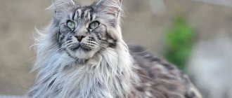 Pros and cons of the Maine Coon breed
