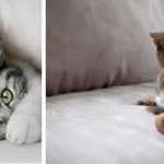 kidney failure in cats
