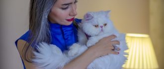 Why does a domestic cat attack and bite its owner?