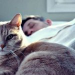 Почему кошка гадит на кровать хозяина