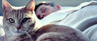 Почему кошка гадит на кровать хозяина
