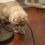 Почему кошка грызет провода в доме читайте статью