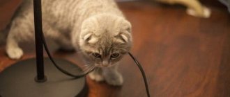 Почему кошка грызет провода в доме читайте статью