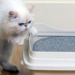 Why doesn&#39;t my cat go to the litter box?