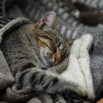 Why does a cat hide under the blanket?