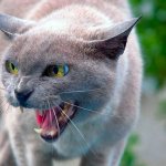 Why does a cat growl and hiss?