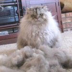 why does a cat shed a lot